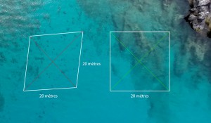 It's important to remember that underwater, to map out a square zone, perpendicular diagonals of the same length have to be used © Octopus Foundation
