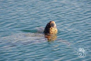 Une tortue Caretta Caretta reprenant sa respiration à la surface du port de Messolonghi © Philippe Henry / Octopus Foundation