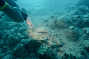 Les richesses historiques qui reposent sur les fonds marins dans la région de la cité d'Oricum sont nombreuses © Philippe Henry / Octopus Foundation