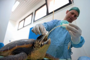 For every surgical operation, the sea turtle are under anesthetics and ventilatory assistance © Philippe Henry / Octopus Foundation