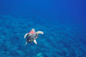 The Argos beacon is firmly glued to Homerous' back © Philippe Henry / Octopus Foundation