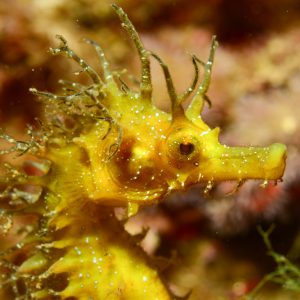 This is a member of the marine species of long-snouted seahorses of the Mediterranean © LOUISY Patrick