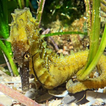 Les hippocampes sont les vedettes de la famille des Syngnathidés. Ce mâle d’hippocampe moucheté (Hippocampus guttulatus) photographié dans les eaux de la lagune de Thau est un représentant de la forme lagunaire de cette espèce. © LOUISY Patrick