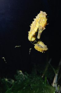 Ce mâle d’hippocampe moucheté (Hippocampus guttulatus) de la lagune de Thau vient de mettre bas. Les nouveau-nés mesurent 12 mm de hauteur, queue déroulée. © LOUISY Patrick