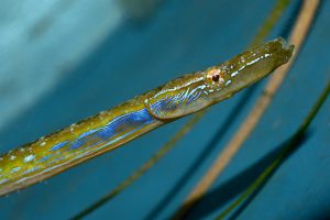 Fin comme une herbe, le magnifique nérophis fil de fer (Nerophis ophidion) est presque impossible à détecter dans les herbiers lagunaires. C’est la pêche au haveneau qui permet d’attester sa présence © LOUISY Patrick