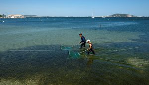Les transects de pêche au haveneau consistent à pousser le filet sur une longueur de 10 m (marquée par une corde) pour quantifier les Syngnathidés présents dans la zone. © Octopus Foundation