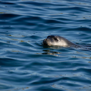 Once plentiful, Mediterranean monk seals are now endangered and hide in sea caves © Octopus Foundation / Philippe Henry