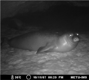 Monk seal caught by a trigger cameras