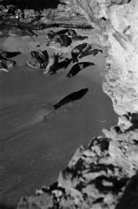 On the Cabo Blanco peninsula, in Mauritania, a large colony of monk seals could be observed. Today, a small colony is still present. © Eugenio Morales Agacino's Photographic Archive