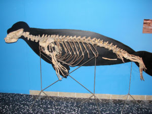 A skeleton of monk seal is exposed in Alonissos, Greece © Creative Commons