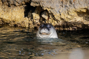 Autrefois nombreux, le phoque moine de Méditerranée est aujourd'hui menacé, et s'est réfugié dans des grottes marines parfois inaccessibles © Octopus Foundation / Philippe Henry