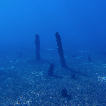 Ces pieux en chênes, aujourd'hui classés à l'UNESCO, ont servi de construction aux habitants préhistoriques des bords du Lac Léman - © Octopus Foundation