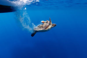 Une tortue équipée d'un des premiers prototypes de REMORA, à Lampedusa © Julien Pfyffer / Fondation Octopus