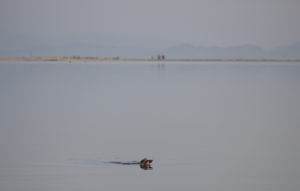 Une tortue fait surface dans la lagune de Messalonghi en Grèce © Octopus Foundation