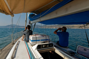 Recherche d'un REMORA après qu'il se soit détaché de son support sur la carapace d'une tortue © Octopus Foundation
