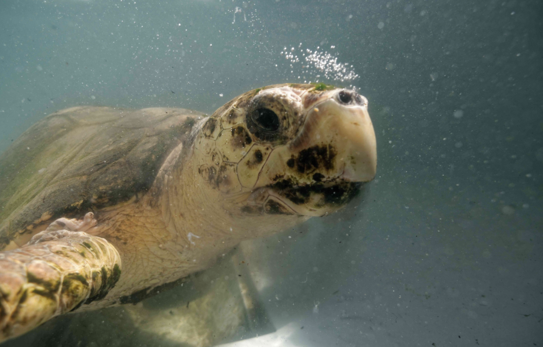 Combien De Temps Peut Rester Une Tortue Sur Le Dos