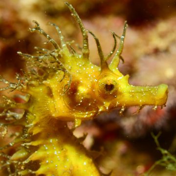 Ce spécimen est un représentant de la forme marine méditerranéenne de l’hippocampe moucheté (Hippocampus guttulatus) © LOUISY Patrick