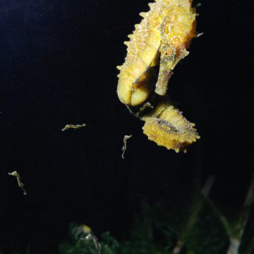 Ce mâle d’hippocampe moucheté (Hippocampus guttulatus) de la lagune de Thau vient de mettre bas. Les nouveau-nés mesurent 12 mm de hauteur, queue déroulée. © LOUISY Patrick